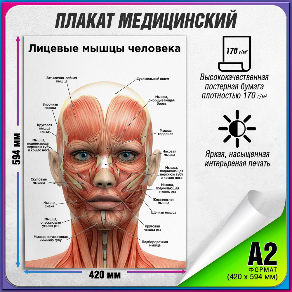 Информационный медицинский плакат "Лицевые мышцы человека" / А-2 (42x60 см.)  #1