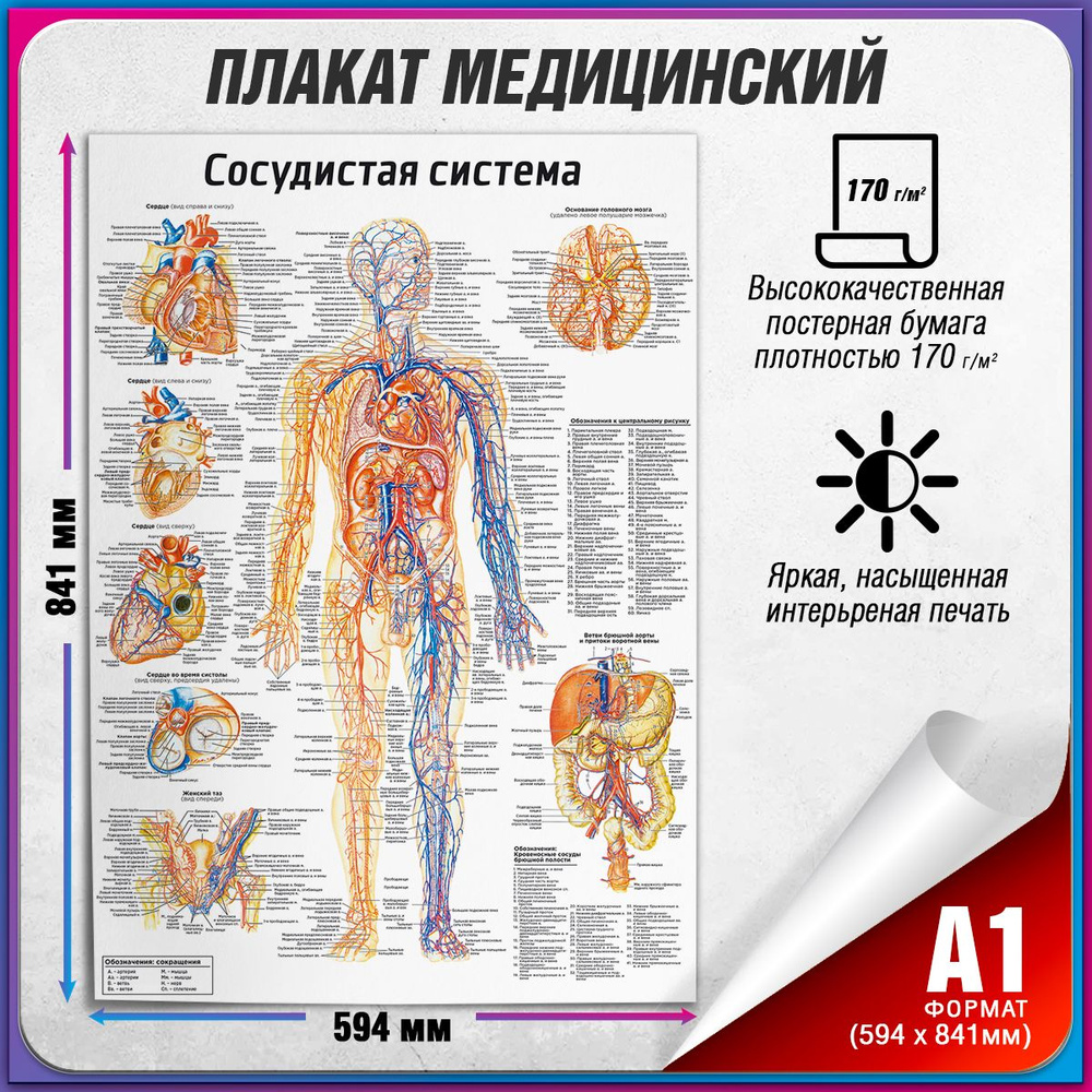 Информационный медицинский плакат "Сосудистая система человека" / А-1 (60x84 см.)  #1