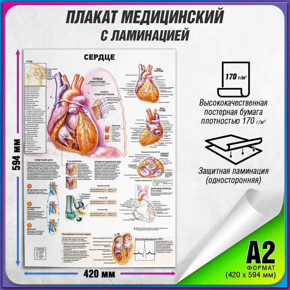 Информационный медицинский плакат "Сердце человека" / ламинированный / А-2 (42x60 см.)  #1