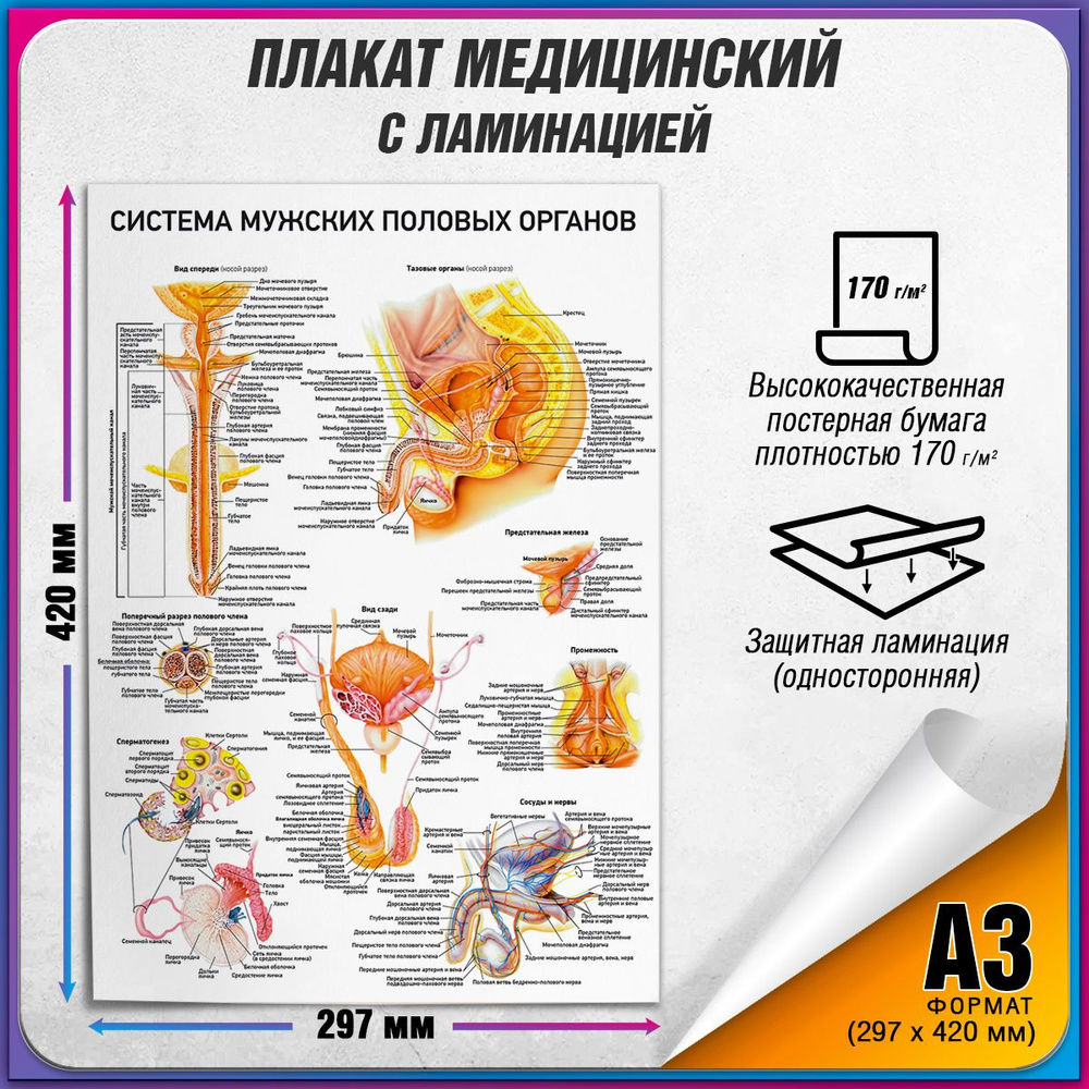 Информационный медицинский плакат "Система мужских половых органов" / ламинированный / А-3 (30x42 см.) #1