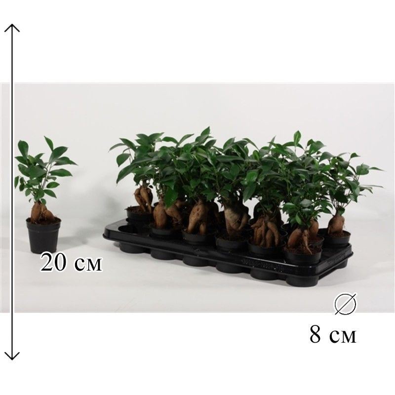 Фикус микрокарпа Гинсенг 8/20 #1