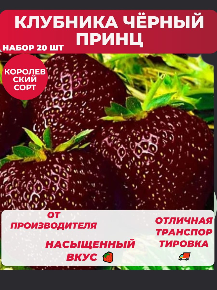 Саженец ЗКС клубники Чёрный Принц 20 ШТ С закрытой корневой системой  #1