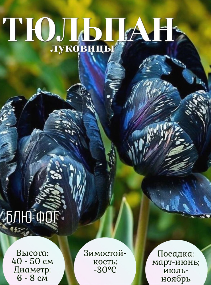Тюльпан луковицы многолетние крупные 3 шт #1
