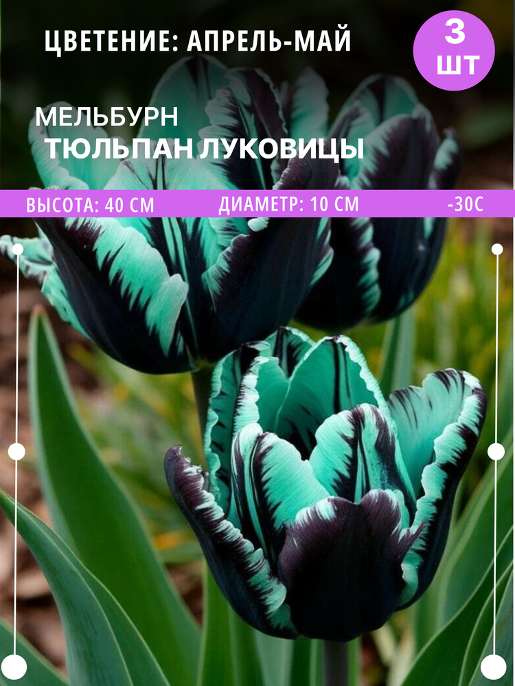 Тюльпаны луковицы многолетние крупные , 3 шт #1