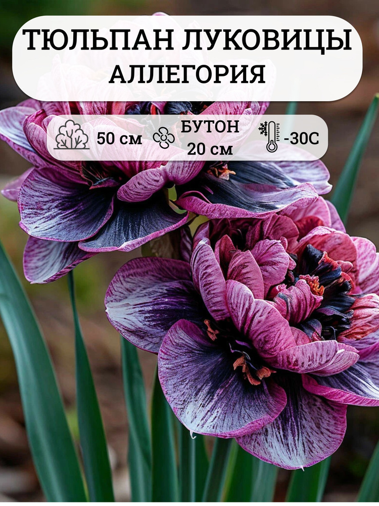 Тюльпаны луковицы многолетние крупные , 3 шт #1