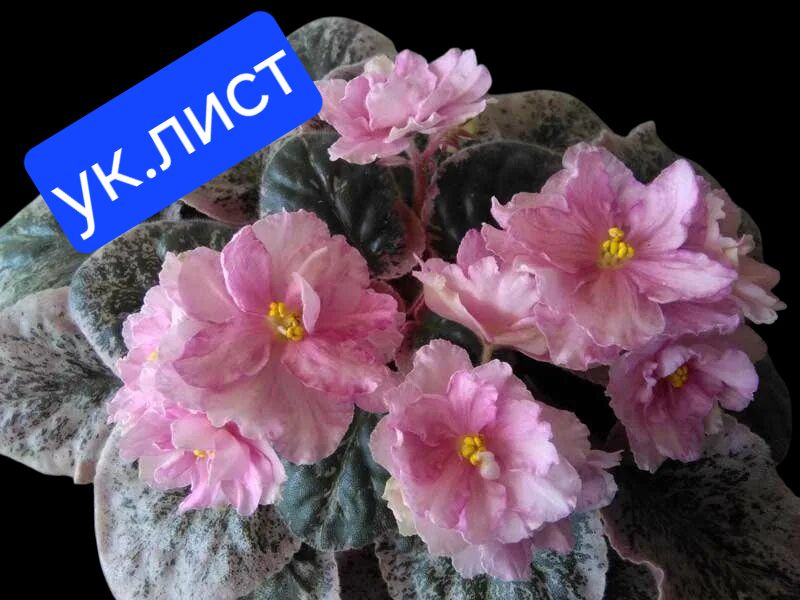 фиалка лист #1