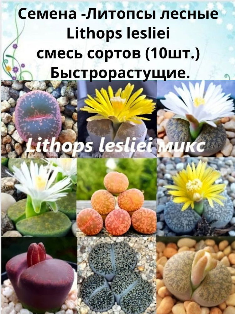 Семена- Lithops lesliei смесь сортов (10шт.) Сорт ЮАР. Быстрорастущие. Семена мелкие! #1