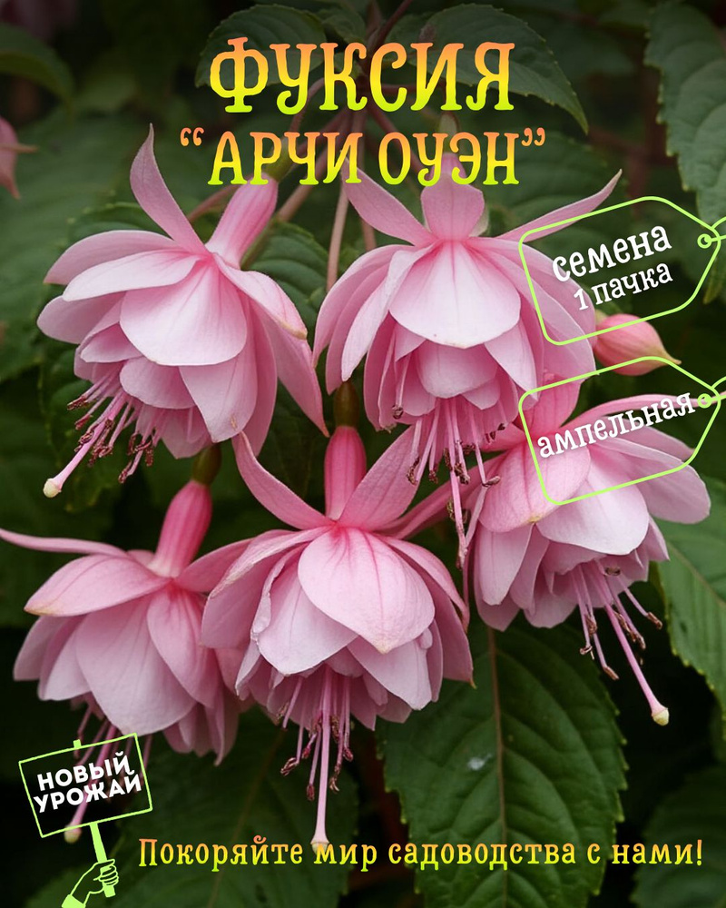 Фуксия (ампельная) Арчи Оуэн (Archie Owen), семена, 10 шт. #1