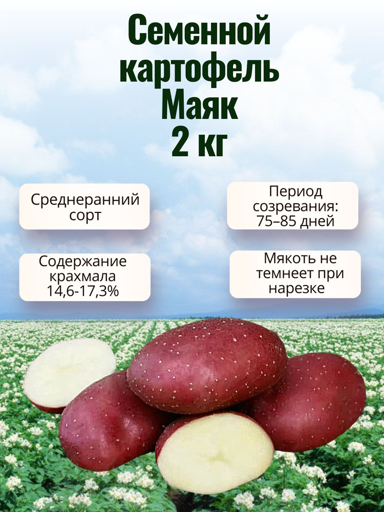 Картофель Маяк #1