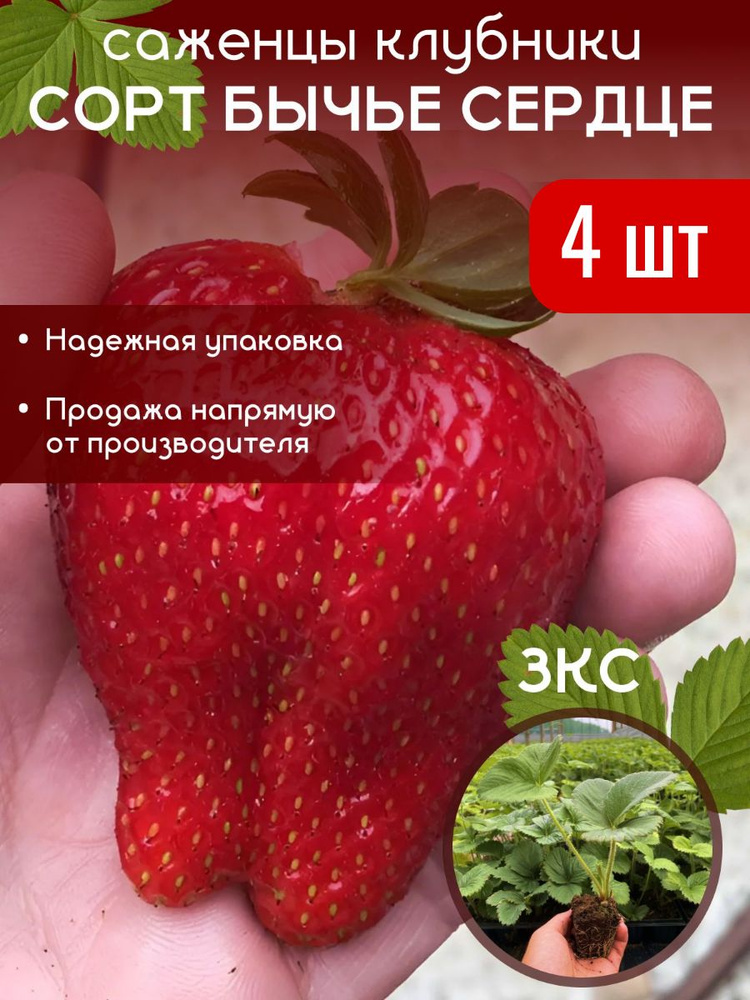 Саженцы клубники Бычье Сердце с закрытой корневой системой #1