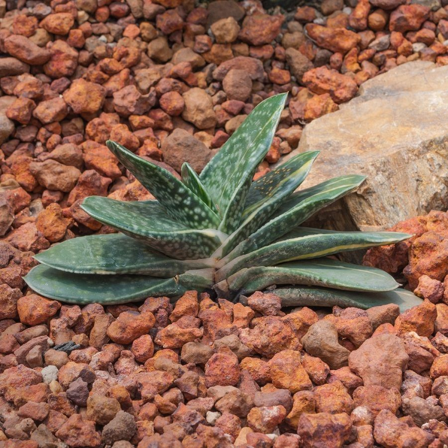 Суккулент Gasteria disticha семена (10 ШТ) #1