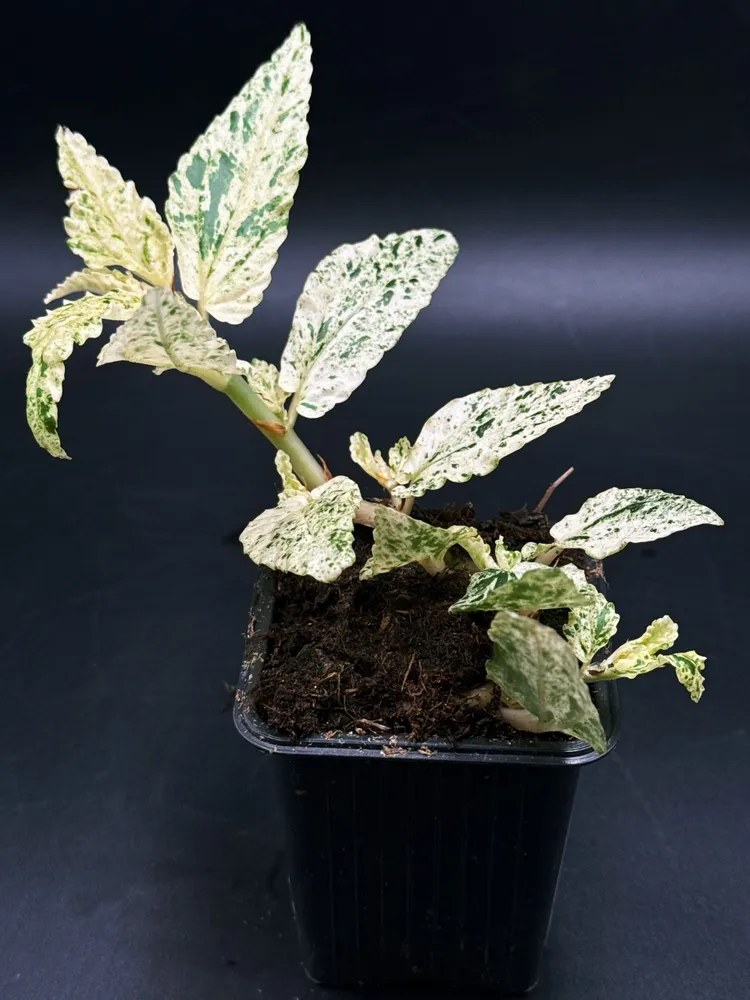 Пеллиония вариегатная (Pellionia sp variegated), вариант, фото 2