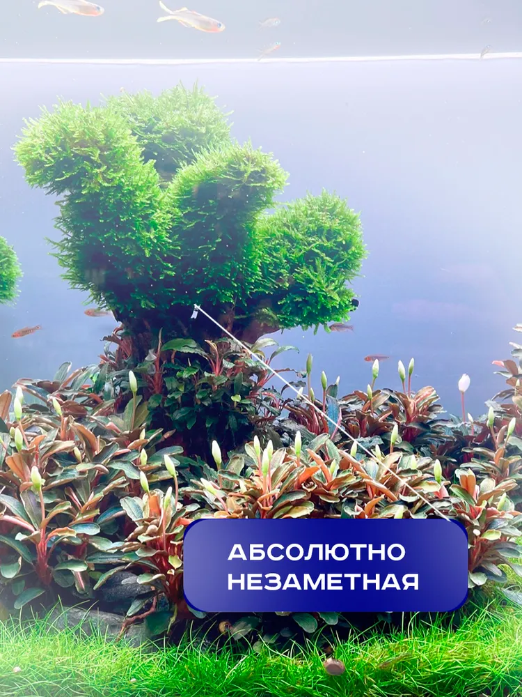 Леска для мха. Аквариумная леска. MASHA BLOOM, вариант, фото 2