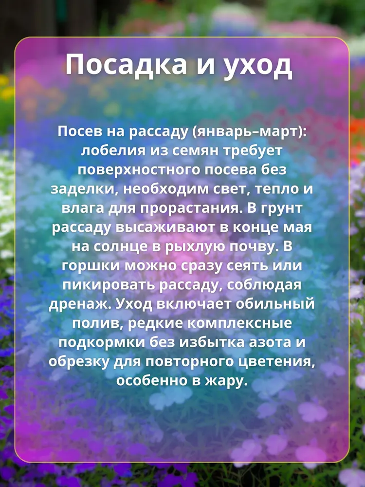 Лобелия прямостоячая "Ривьера Марин Блю"(Профессиональные семена), вариант, фото 4