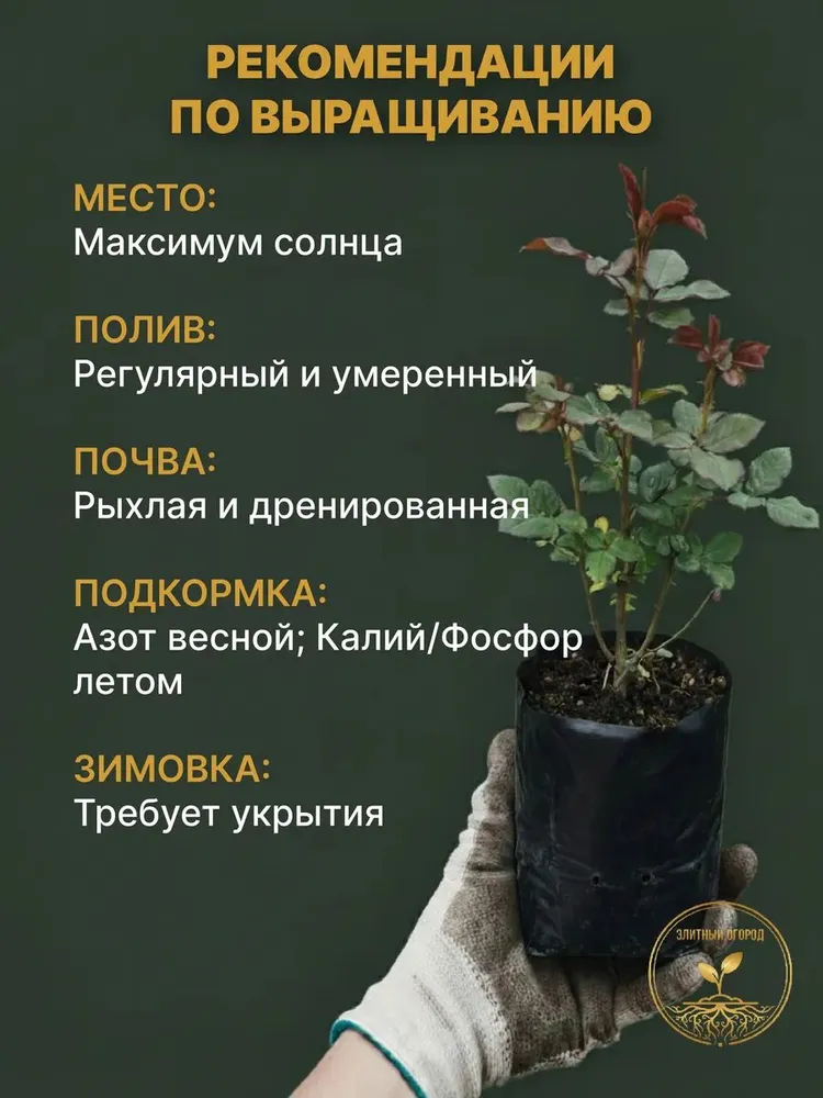 Роза Императрица Фарах чайно-гибридная, вариант, фото 4