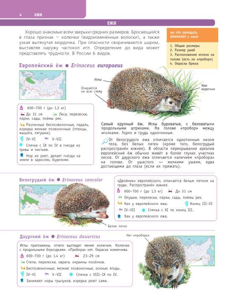 Большой определитель птиц, зверей, насекомых и растений России | Large Guide to Birds, Animals, Insects, and Plants of Russia - Ozon image 5