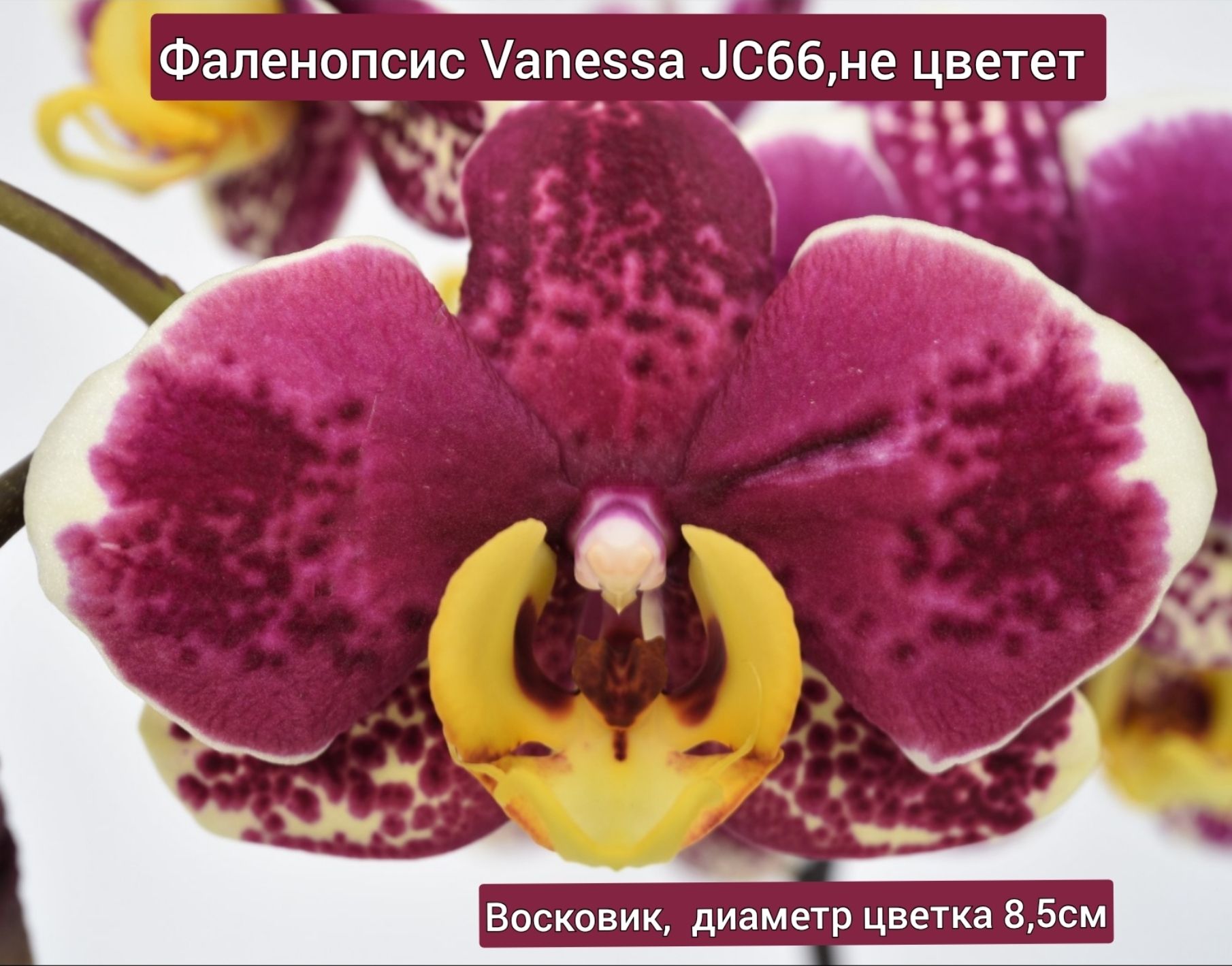 Анасы баласына порно видео түсірді Дәрігерлермен порно көру