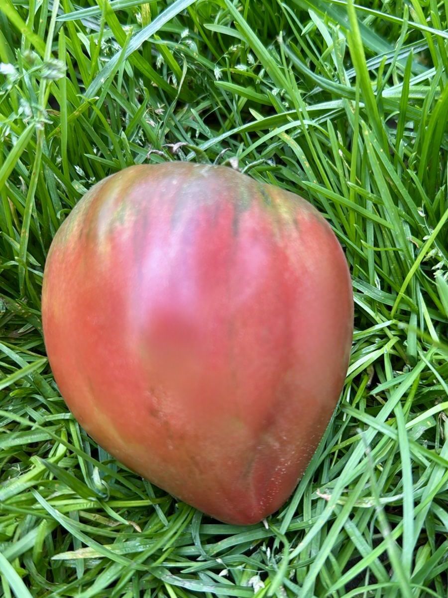 Перец Оранжевый лев F1