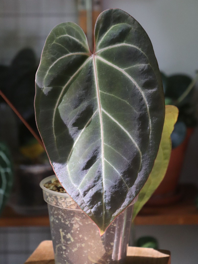 Crystal Sky x Besseae aff #1  Make More Plants   OZON     (2202709715)