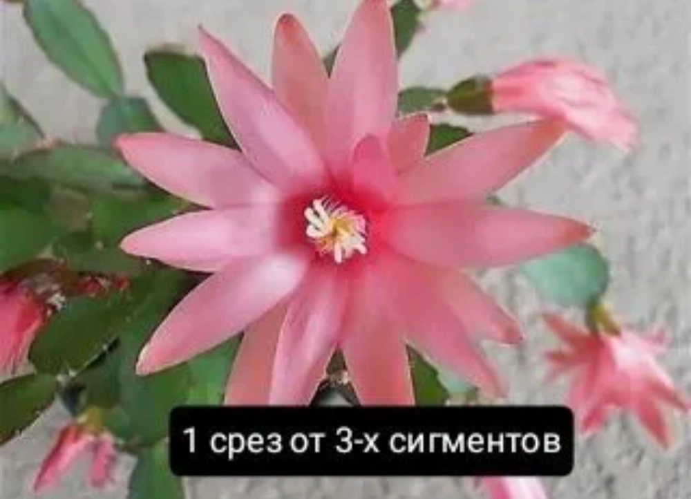 Рипсалидопсис #1