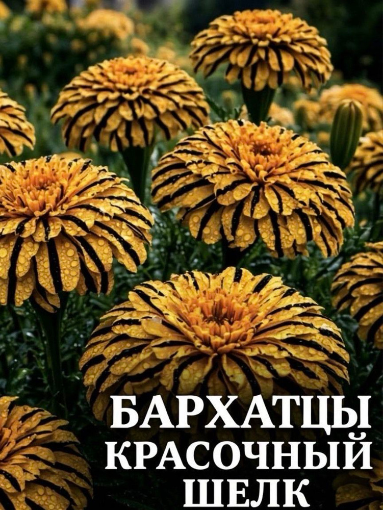 Семена ,1шт #1