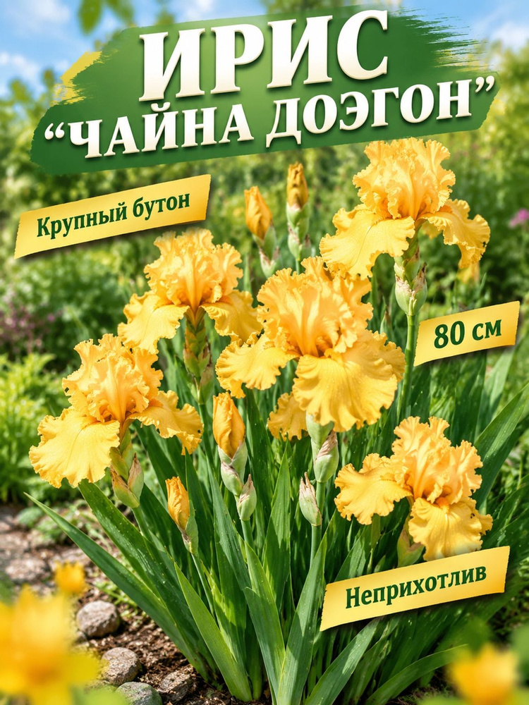 Ирис "ЧАЙНА ДРЭГОН" #1