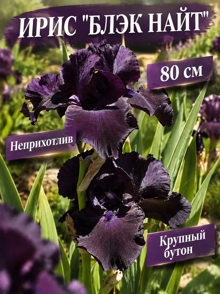 Ирис "БЛЭК НАЙТ" #1