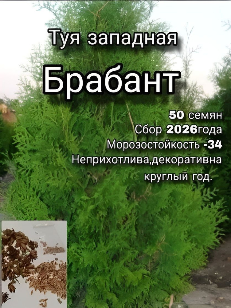 Семена #1