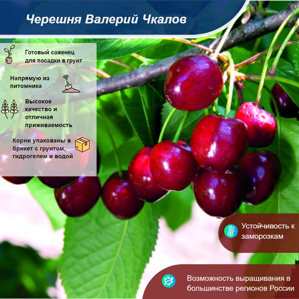 Саженец Черешня #1