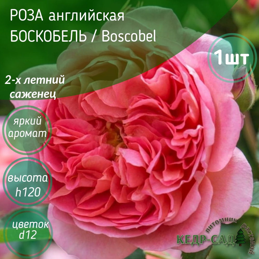 Саженец Роза английская БОСКОБЕЛЬ, Boscobel / многолетние цветы ...