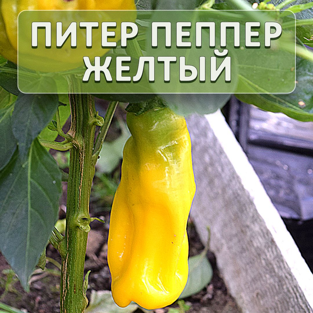 Перец острый Перец чили_Peter Pepper Yellow - купить по выгодным ценам в  интернет-магазине OZON (1416991711)