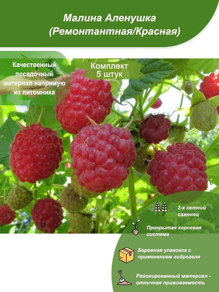Посадочный материал. 5шт / Малина Аленушка (Ремонтантная/Красная) для ...