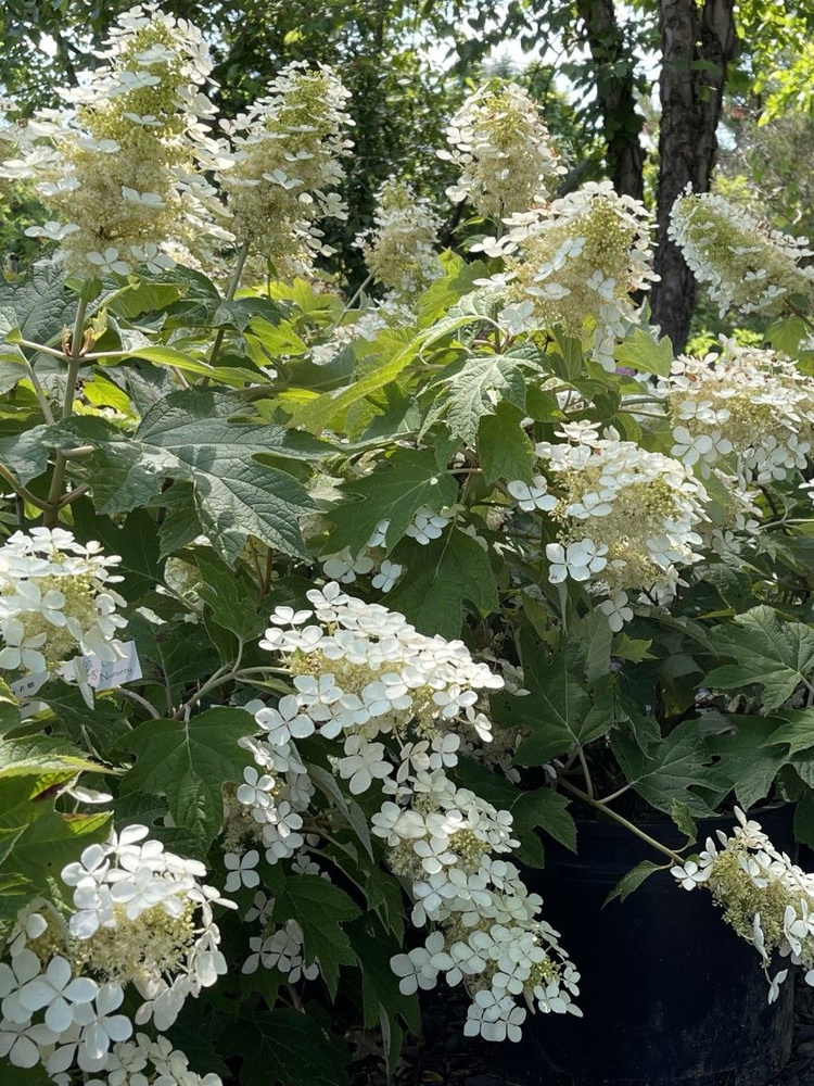 Семена Гортензия дуболистная (Hydrangea quercifolia), 25 штук #1