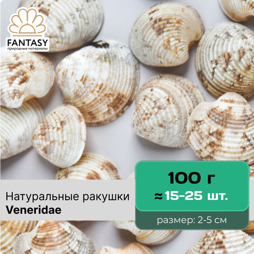 Натуральные морские ракушки FANTASY Veneridae, размер - 2-5 см, набор весом  отборные, набор весом 100 г (15-25 шт.) - купить с доставкой по выгодным  ценам в интернет-магазине OZON (515791549)