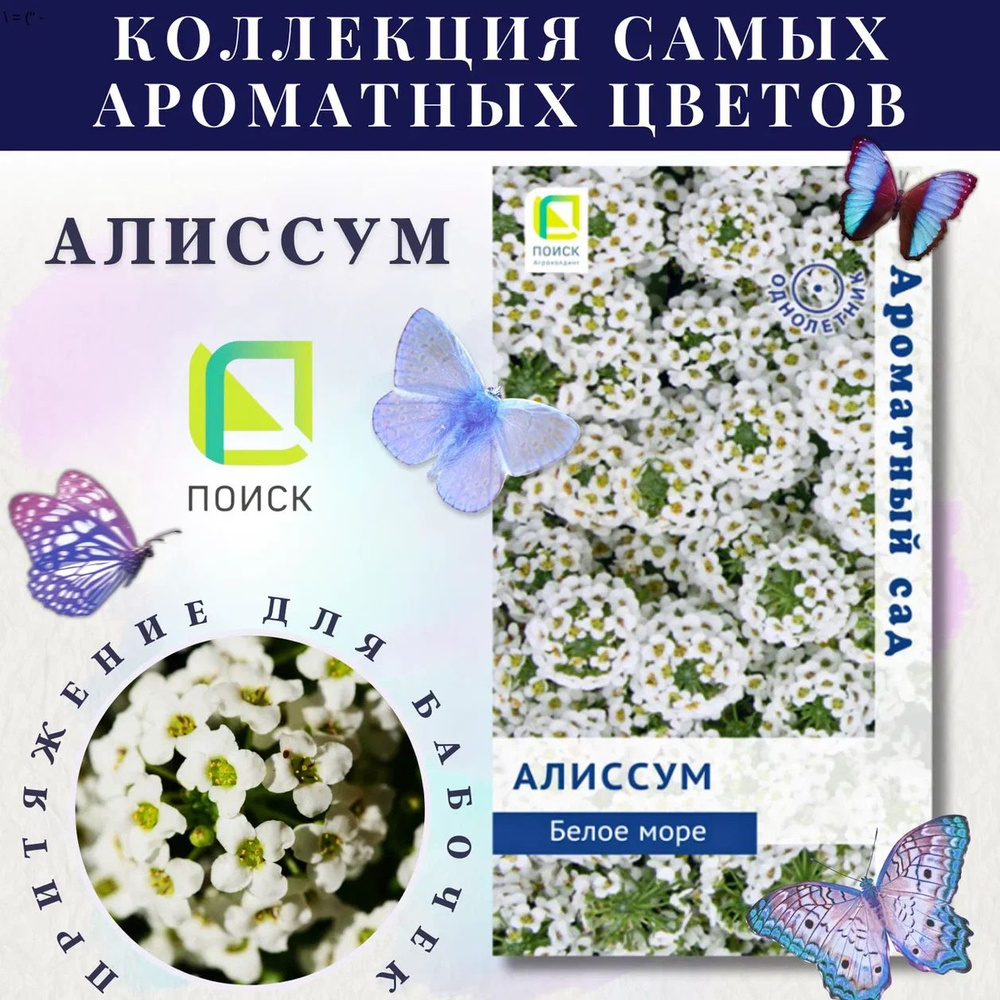 Алиссум "Белое море" семена цветов для посадки, на рассаду #1