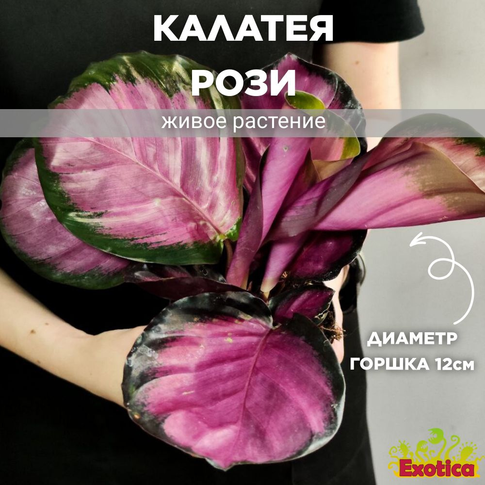 Калатея Розеопикта Рози (Calathea Roseopicta Rosy) D12см #1