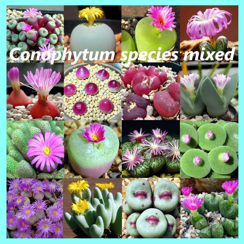 Семена Конофитум микс- Conophytum species mixed (10 шт.) Редкие суккуленты.  #1