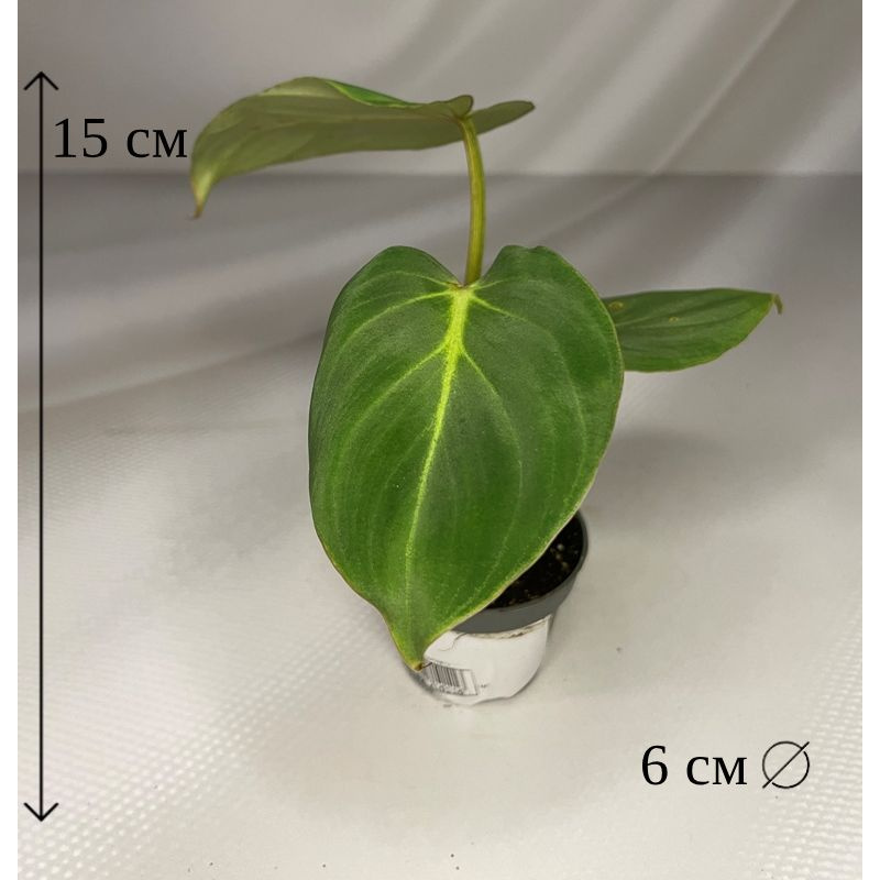 Филодендрон Глориоза 6/15 #1