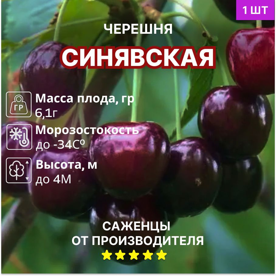 Черешня Синявская #1