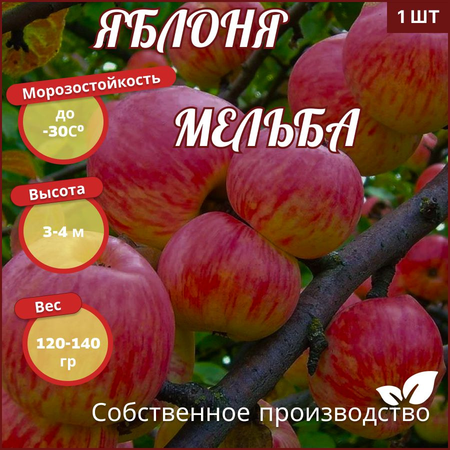 Яблоня Мельба #1