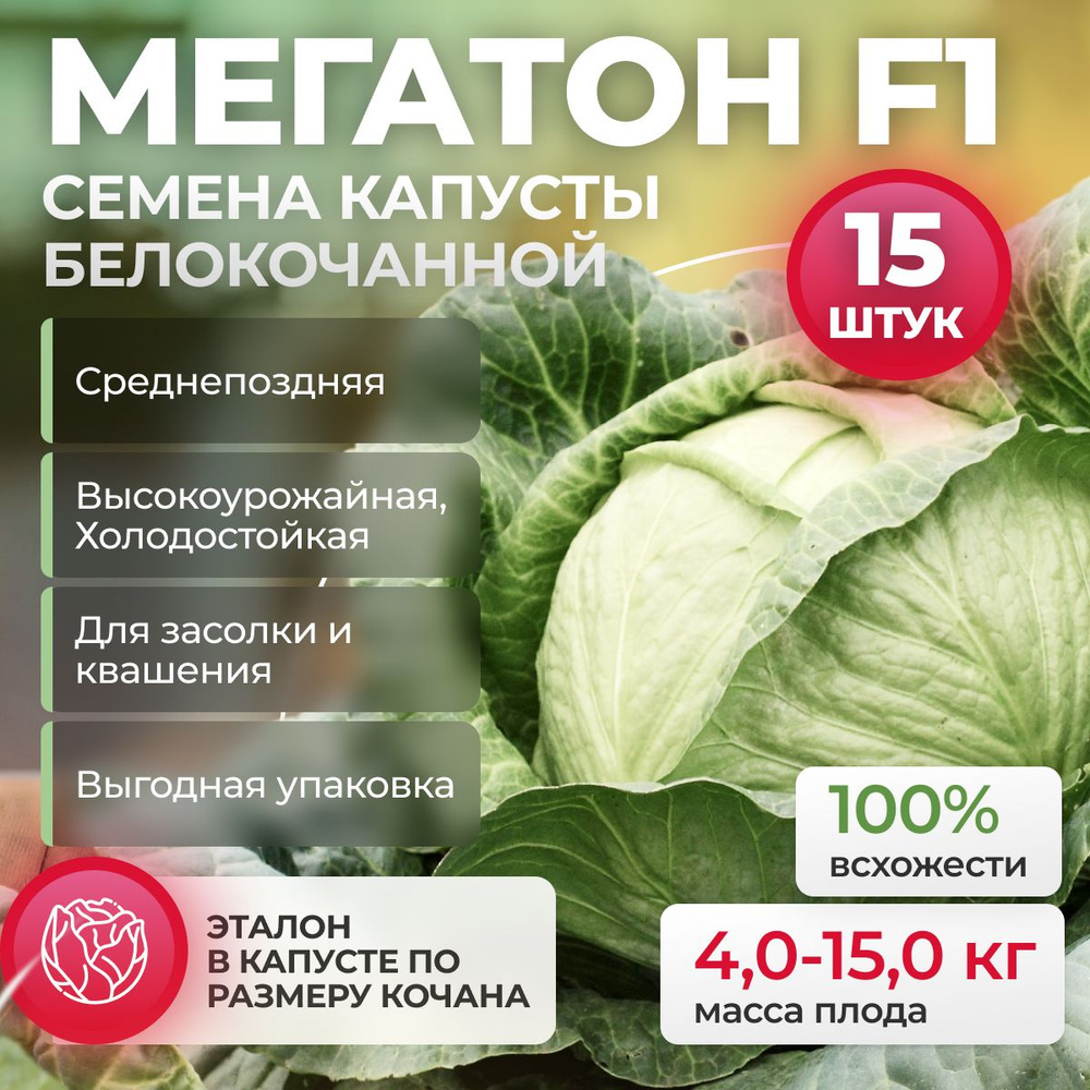 Мегатон F1 семена капусты белокочанной, 15 шт (Bejo / ALEXAGRO). Высокоурожайный, среднепоздний гибрид #1