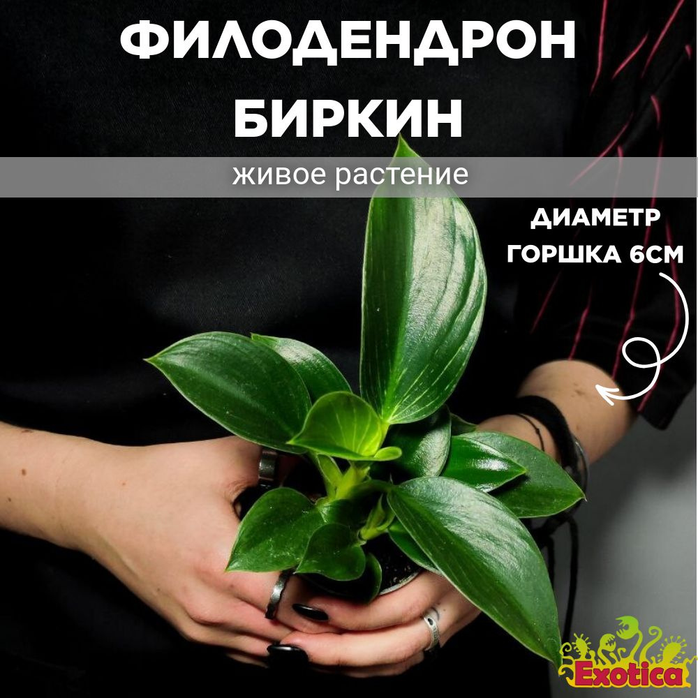 Филодендрон Биркин (Philodendron Birkin) D6см #1