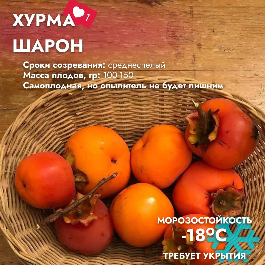 Хурма Шарон #1