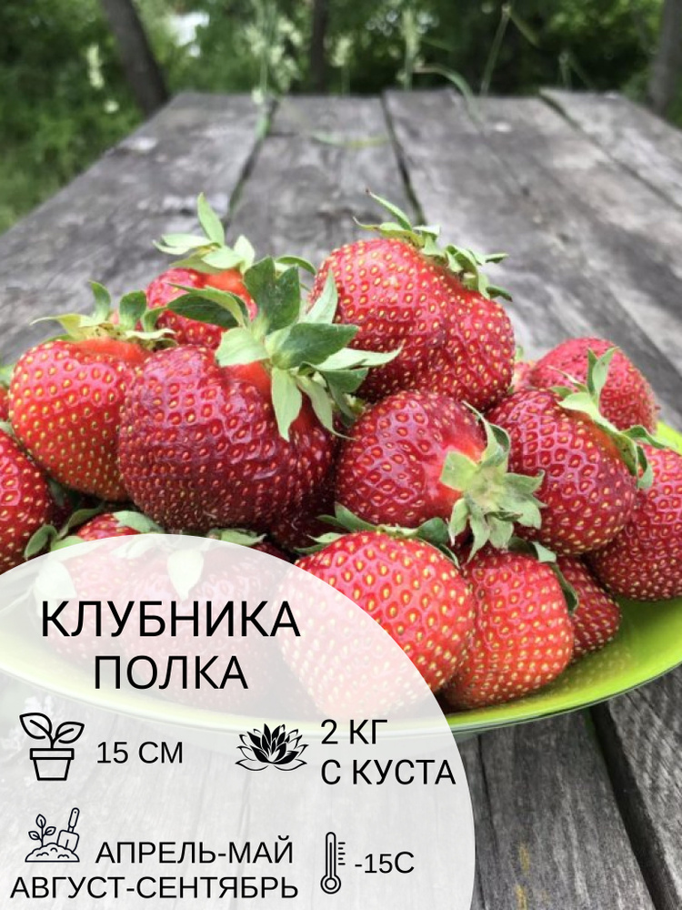 Клубника Полка, саженцы ягодных кустарников крупноплодные и ремонтантные  #1