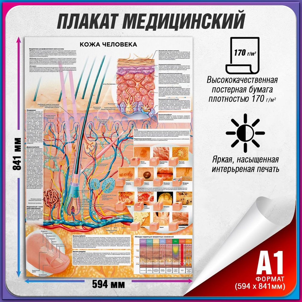 Информационный медицинский плакат "Кожа человека" / А-1 (60x84 см.)  #1