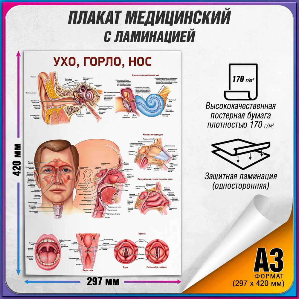 Плакат "Ухо, горло, нос", А-3 / Обучающий медицинский постер ламинированный 30x42 см.  #1