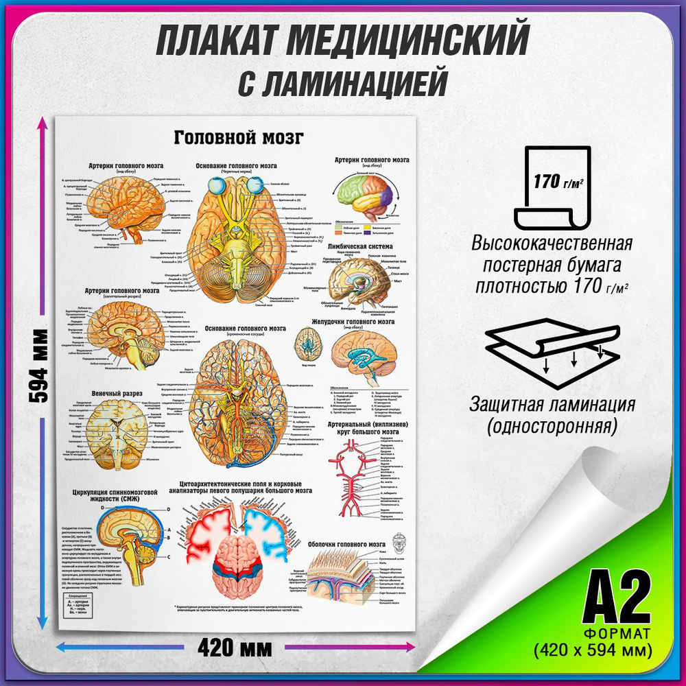 Информационный медицинский плакат "Головной мозг" / ламинированный / А-2 (42x60 см.)  #1