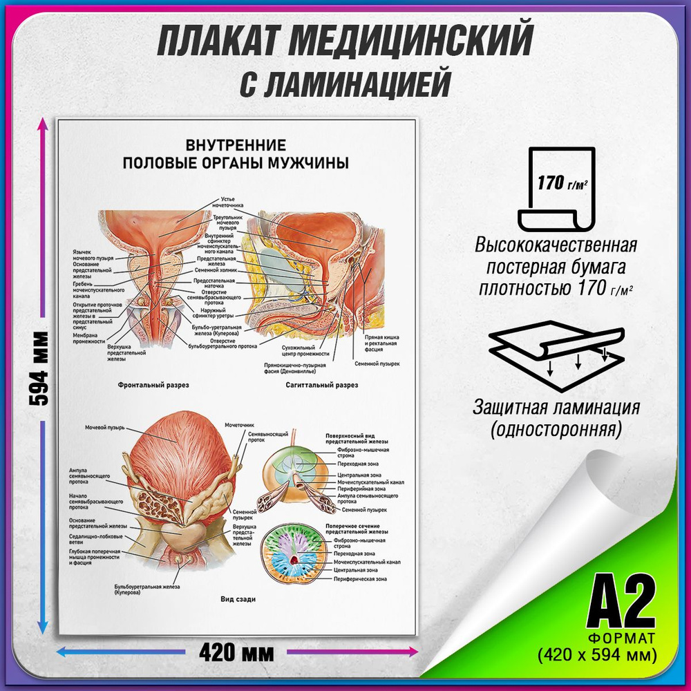 Информационный медицинский плакат "Внутренние половые органы у мужчины" / ламинированный / А-2 (42x60 #1