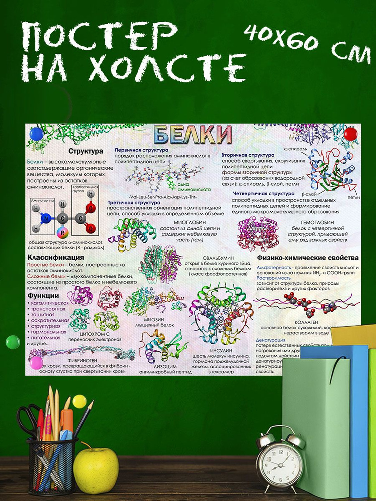 Обучающий плакат Биология, белки, строение белков 40х60 см  #1