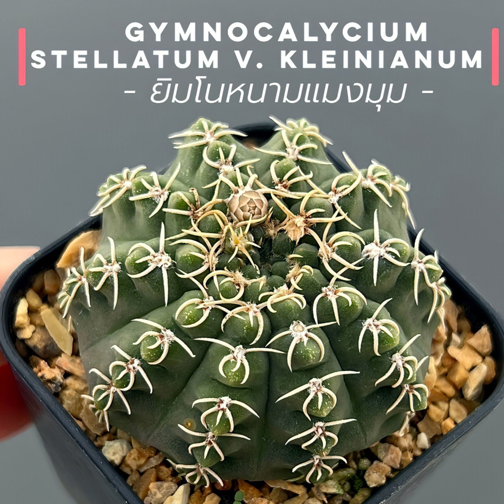 Семена Гимнокалициум - Gymnocalycium stellatum v. kleinianum (10 шт.) Редкие семена.  #1